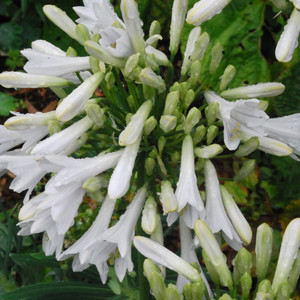 AGAPANTHUS AFRICANUS WHITE DWARF seed image