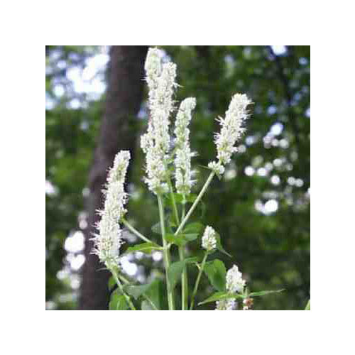 AGASTACHE NEPETOIDES seed image