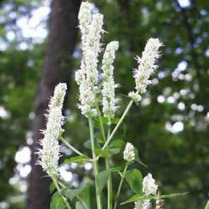 AGASTACHE NEPETOIDES seed image