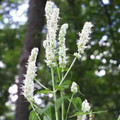 AGASTACHE NEPETOIDES seed image
