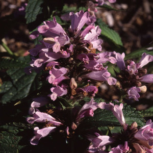 AGASTACHE RUGOSA 'PINK POP' seed image
