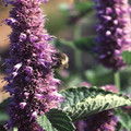 AGASTACHE RUGOSA seed image