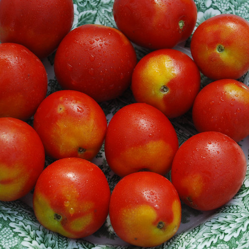 TOMATO ALASKAN FANCY seed image