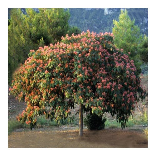 Albizia Julibrissin Seeds Persian Silk Tree Plant World Seeds