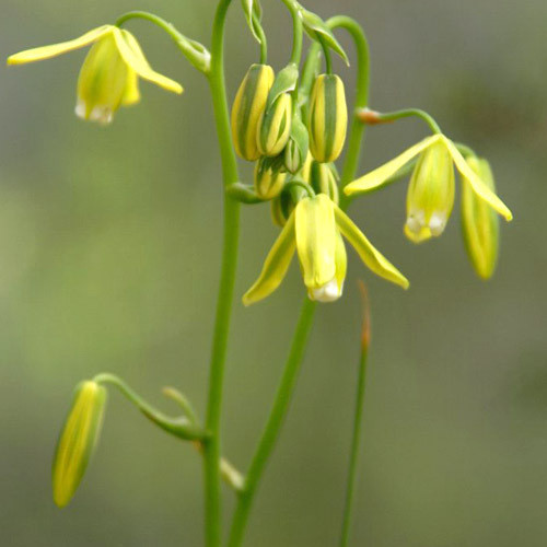 ALBUCA CANADENSIS  seed image