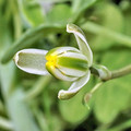 ALBUCA HUMILIS seed image