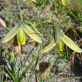 ALBUCA JUNCIFOLIA seed image