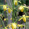 ALBUCA SHAWII seed image