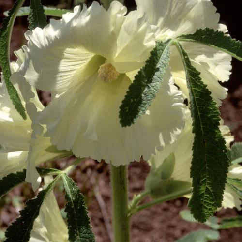 ALCEA FICIFOLIA YELLOW seed image