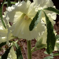 ALCEA FICIFOLIA YELLOW seed image