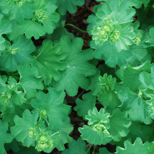 ALCHEMILLA EPIPSILA seed image