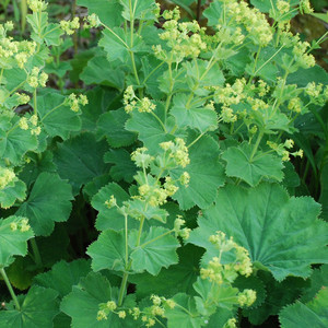ALCHEMILLA MOLLIS seed image