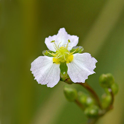 ALISMA PLANTAGO-AQUATICA seed image