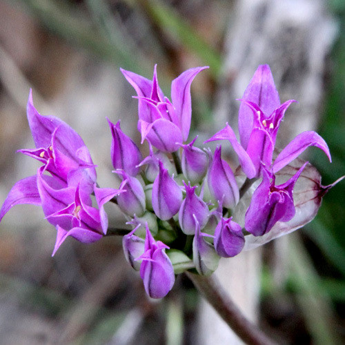 ALLIUM ACUMINATUM seed image