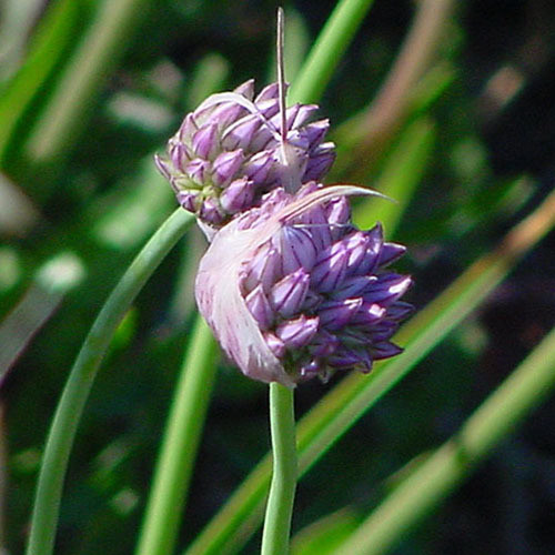 ALLIUM ACUTIFLORUM seed image