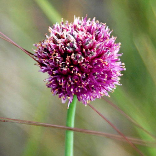 ALLIUM AMPHIBOLUM seed image