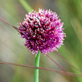 ALLIUM AMPHIBOLUM seed image