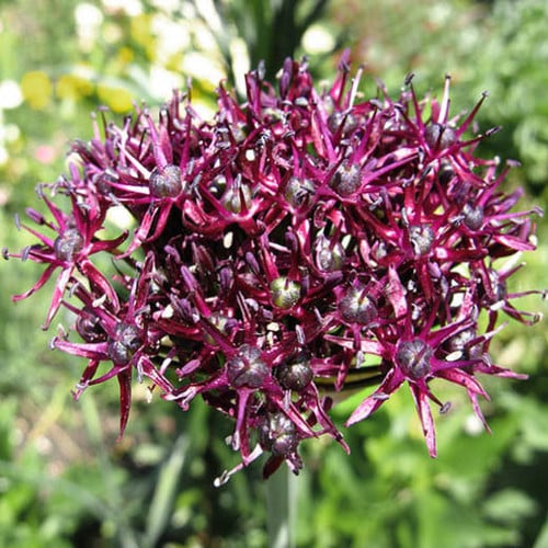 ALLIUM ATROPURPUREUM seed image