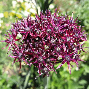 ALLIUM ATROPURPUREUM seed image