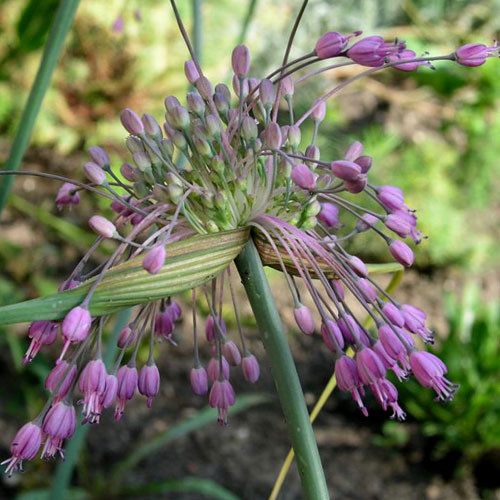 ALLIUM CARINATUM subsp PULCHELLUM seed image