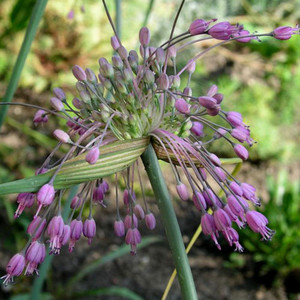 ALLIUM CARINATUM subsp PULCHELLUM seed image