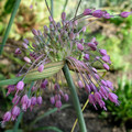 ALLIUM CARINATUM subsp PULCHELLUM seed image