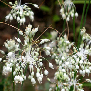 ALLIUM CARINATUM subsp PULCHELLUM ALBUM seed image