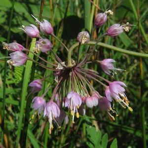 ALLIUM CERNUUM seed image