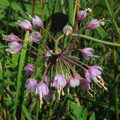 ALLIUM CERNUUM seed image