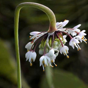 ALLIUM CERNUUM ALBUM seed image
