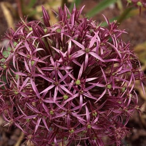 ALLIUM CHRISTOPHII seed image