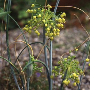 ALLIUM FLAVUM seed image