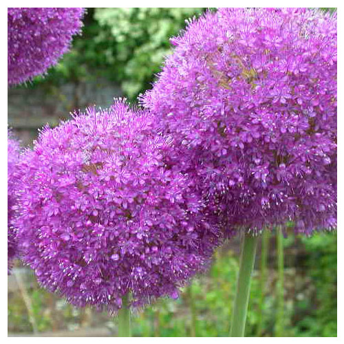 ALLIUM GIGANTEUM seed image