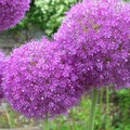 ALLIUM GIGANTEUM seed image
