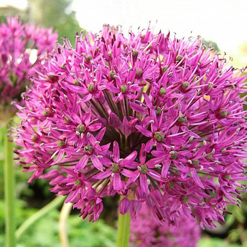 ALLIUM HOLLANDICUM 'PURPLE SENSATION' seed image