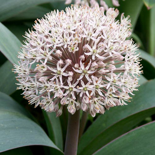 ALLIUM KARATAVIENSE seed image