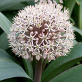 ALLIUM KARATAVIENSE seed image