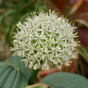 ALLIUM KARATAVIENSE 'IVORY QUEEN' seed image