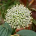 ALLIUM KARATAVIENSE 'IVORY QUEEN' seed image