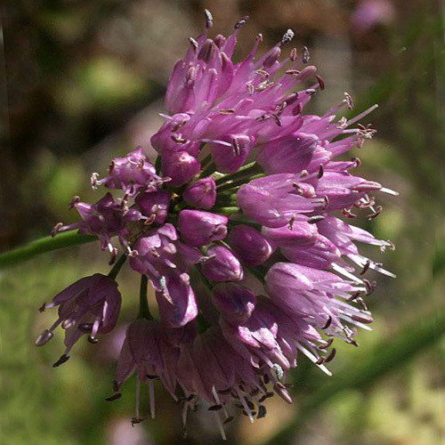 ALLIUM LUSITANICUM seed image