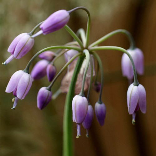 ALLIUM MACRANTHUM seed image