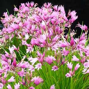ALLIUM MAIREI 'AMABILE' seed image