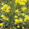 ALLIUM MOLY seed image