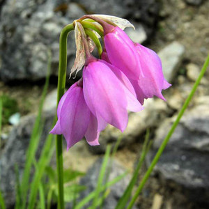 ALLIUM NARCISSIFLORUM seed image