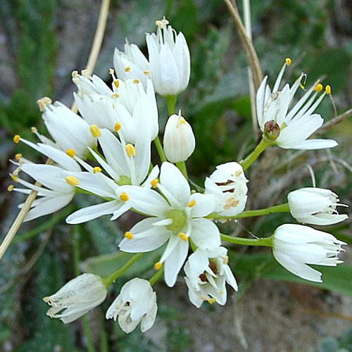 ALLIUM NEAPOLITANUM seed image