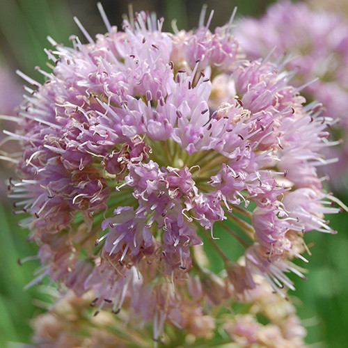 ALLIUM NUTANS seed image