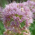 ALLIUM NUTANS seed image