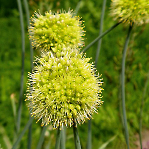 ALLIUM OBLIQUUM seed image