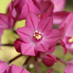 ALLIUM OREOPHILUM seed image