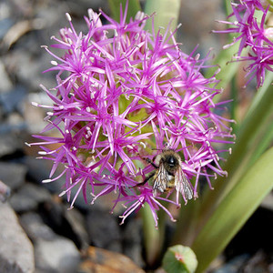ALLIUM PLATYCAULE seed image